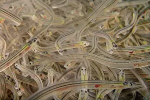 Gloucester Collection: Young European eel (Anguilla anguilla) elvers, or glass eels