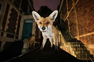 Bristol Mouse Mat Collection: Young urban Red fox (Vulpes vulpes) standing on a wall at night. Bristol, UK, September
