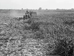Combine Harvester Collection: All-crop harvesting, Tulare County, California, 1938. Creator: Dorothea Lange