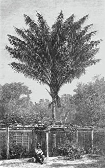 Tree Bat Jigsaw Puzzle Collection: Attalea Palm-tree on the Madeira; Indian-Rubber Groves of the Amazons, 1875. Creator: Unknown