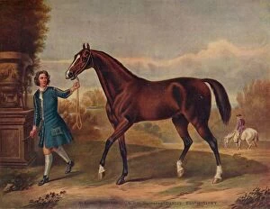 British Sporting Artists Collection: The Darley Arabian, c1720, (1922)