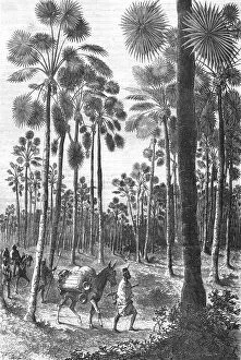 Niger Antique Framed Print Collection: Forest of Fan-Leaved Palms; Journey from the Senegal to the Niger, 1875. Creator: Unknown