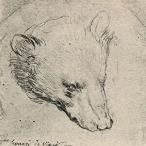 Fortior Metal Print Collection: Head of a Bear, c1480 (1945). Artist: Leonardo da Vinci