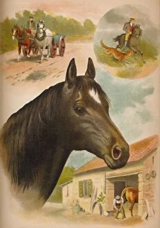 Laura Valentine Collection: The Horse, c1900. Artist: Helena J. Maguire