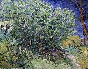 Post-impressionism Poster Print Collection: Lilac Bush, 1889. Artist: Vincent van Gogh