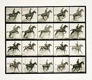 Monochrome photography Cushion Collection: Man and horse jumping a fence, 1887 Artist: Eadweard J Muybridge