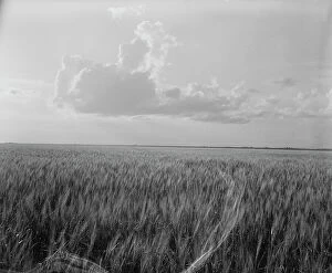 Related Images Collection: Oklahoma wheat, 1937. Creator: Dorothea Lange