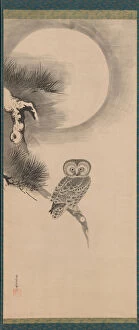 Nature-inspired art Photographic Print Collection: Owl on a Pine Branch, early 17th century. Creator: Soga Nichokuan