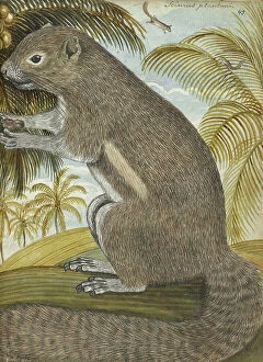Rodent Collection: Sciurus plantani (Plantain squirrel), 1784. Creator: Jan Brandes