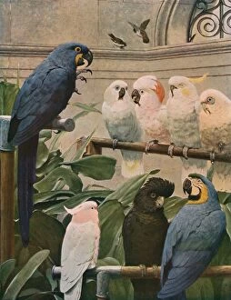 Parrot Pillow Collection: A Select Committee, 1891, (c1930). Creator: Henry Stacy Marks