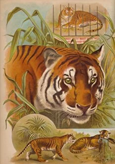 Laura Valentine Collection: The Tiger, c1900. Artist: Helena J. Maguire