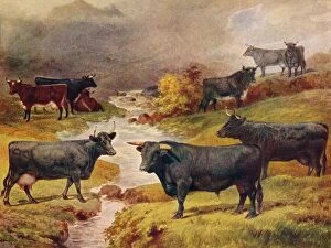 Related Images Fine Art Print Collection: Welsh Black cattle, c1906 (c1910)