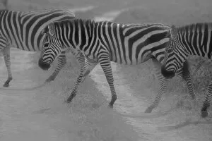 Animal Marking Collection: Zebras Crossing. Creator: Viet Chu
