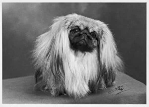 Historical Collection: Fall / Pekingese / 1954
