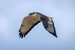 Exciting Collection: Augur buzzard flies across clear blue sky