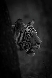 Whiskers Collection: Bengal tiger stands looking out past tree trunk