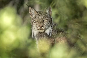 Canadian Culture Collection: Canadian Lynx sitting in the forest hidden by the foliage, Yukon, Canada