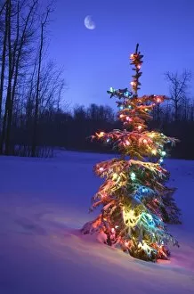 Christmas Trees Collection: Christmas Tree Outdoors Under Moonlight