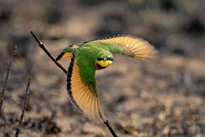 Tourism Industry Collection: Close-up portrait of a little bee-eater flying towards the camera from a branch, Serengeti, Tanzania
