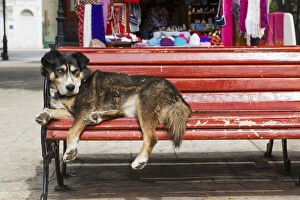 Lying On Side Collection: Dog Sleeping On A Red Bench; Punta Arenas, Magallanes, Chile