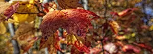 Typically Canadian Collection: Fall Colors On The Leaves In Killbear Provincial Park, Ontario