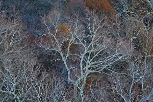 Bare Tree Collection: Ghostly cottonwood trees in a secluded valley in Sedona, Arizona, USA