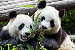 Giant Panda Photo Mug Collection: Two giant pandas at the Panda Research Center