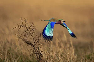 Exciting Collection: Lilac-breasted roller flies away from dead bush