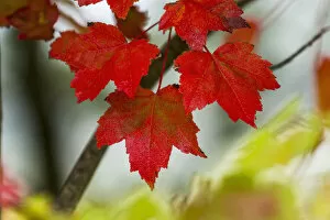 Typically Canadian Collection: Maple Leaves Show Off Their Autumn Hues; Astoria, Oregon, United States Of America