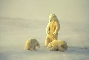 Mother polar keeps watch over cubs in the warm glow of