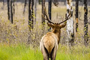 Jasper Collection: Rear view of an elk inquisitively looking into the forest, Jasper National Park, Alberta, Canada