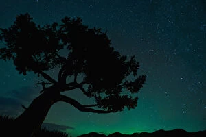 7 Oct 2010 Poster Print Collection: Silhouette Of Tree Against Northern Lights In Jasper National Park; Jasper, Alberta, Canada