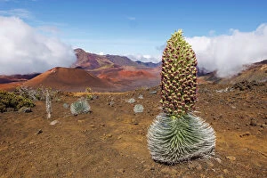 Volcanoe Collection: Silversword plant in Haleakala Crater, Maui, Hawaii, USA