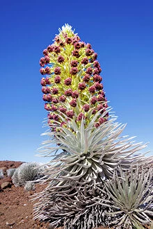 Botanical Collection: Silversword plant in Haleakala Crater, Maui, Hawaii, USA