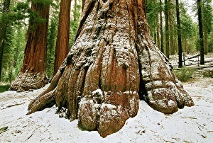 Grows Collection: Snow-dusted trunk of a giant sequoia tree in Marisposa Grove, Yosemite National Park