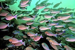 School Of Fish Collection: Surgeonfish aggregate on the north coast of Komodo Island