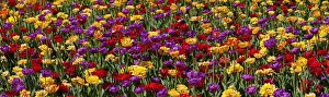 Typically Canadian Collection: Tulips At The Canadian Tulip Festival; Ottawa, Ontario, Canada