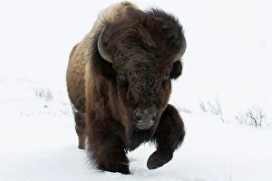 Ungulates Poster Print Collection: American Bison (Bison bison) male foraging in Yellowstone National Park, USA, Wyoming