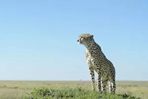 Endangered Specie Collection: Cheetah (Acinonix jubatus) standing on hill in savanna, close up with wide angle