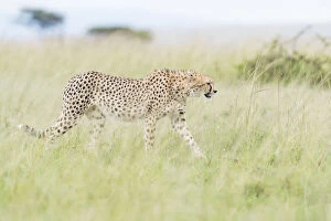 Endangered Specie Collection: Cheetah (Acinonix jubatus) walking through tall grass on savanna