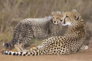 Kwazulu Collection: Cheetah (Acinonyx jubatis) mother grooming her cub, South Africa, Kwazulu Natal