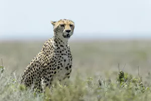 Endangered Specie Collection: Cheetah (Acinonyx jubatus) adult sitting on savanna, on the lookout for prey