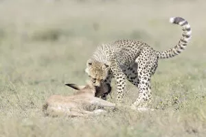Arusha Collection: Cheetah (Acinonyx jubatus) cub killing a just by the mother hunted Blue Wildebeest