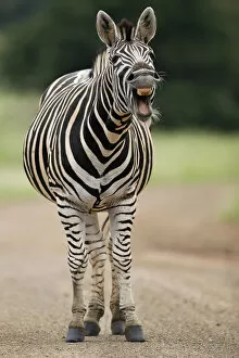 zebras/plains zebra equus quagga adult yawning
