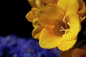 Perfume Collection: Freesia, Close up of yellow coloured flower growing outdoor