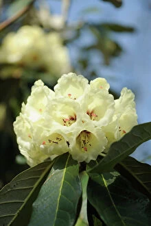 Sole Pillow Collection: rhododendron macabeanum