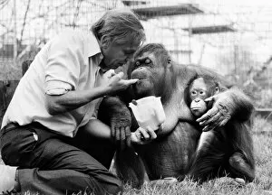 Primates Fine Art Print Collection: David Attenborough with orangutan and her baby at London Zoo, Friday 2nd April 1982