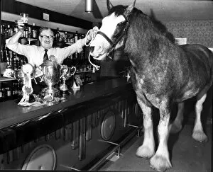 Cats Premium Framed Print Collection: Donny the Clydesdale horse inside the Copy cat pub Broomielaw