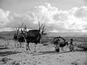 00170 Canvas Print Collection: Local women of Somaliland with their camels Circa 1935 Africa Travel