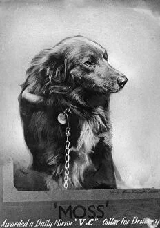 Swansea Framed Print Collection: Moss, the dog. Moss the dog, owned by Mr Cledwyn Morgan of Ystradgynlais